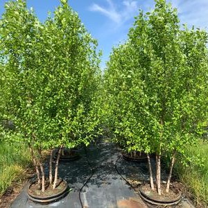 Betula nigra 'Cully' Heritage River Birch 