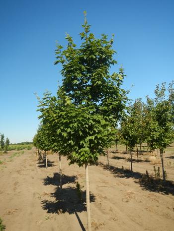 Acer miyabei 'Morton' Miyabei State Street™ Maple 