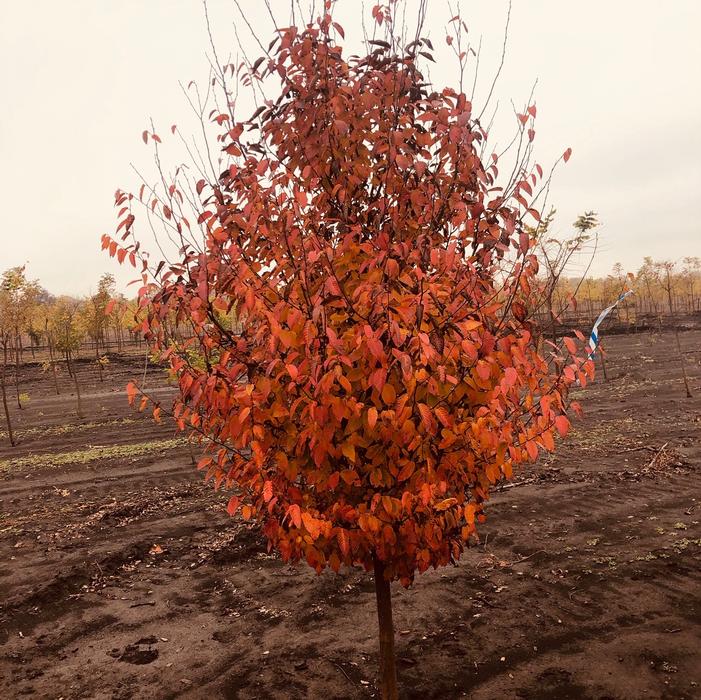 Carpinus caroliniana American Hornbeam 