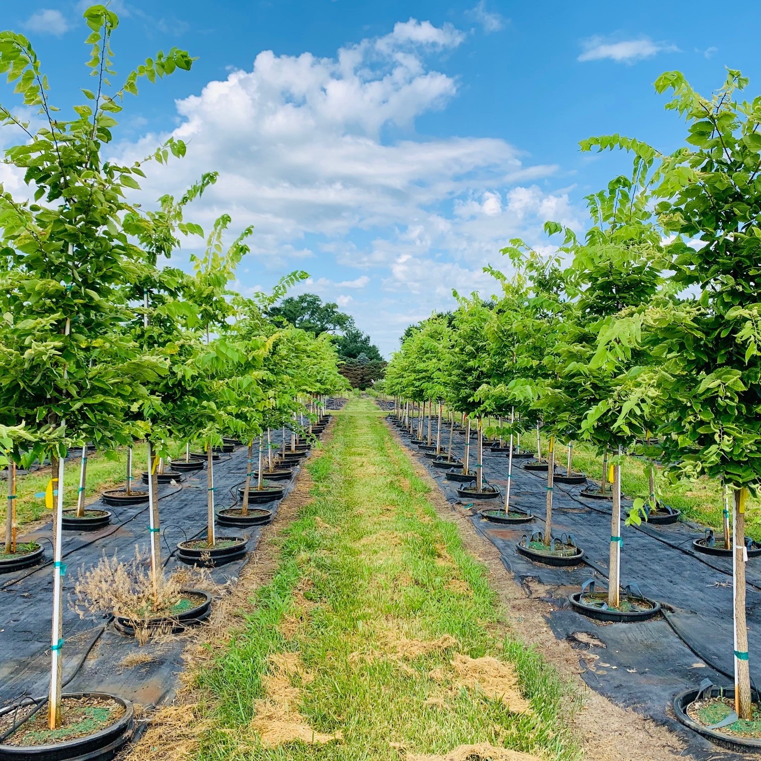 Celtis occidentalis Common Hackberry 