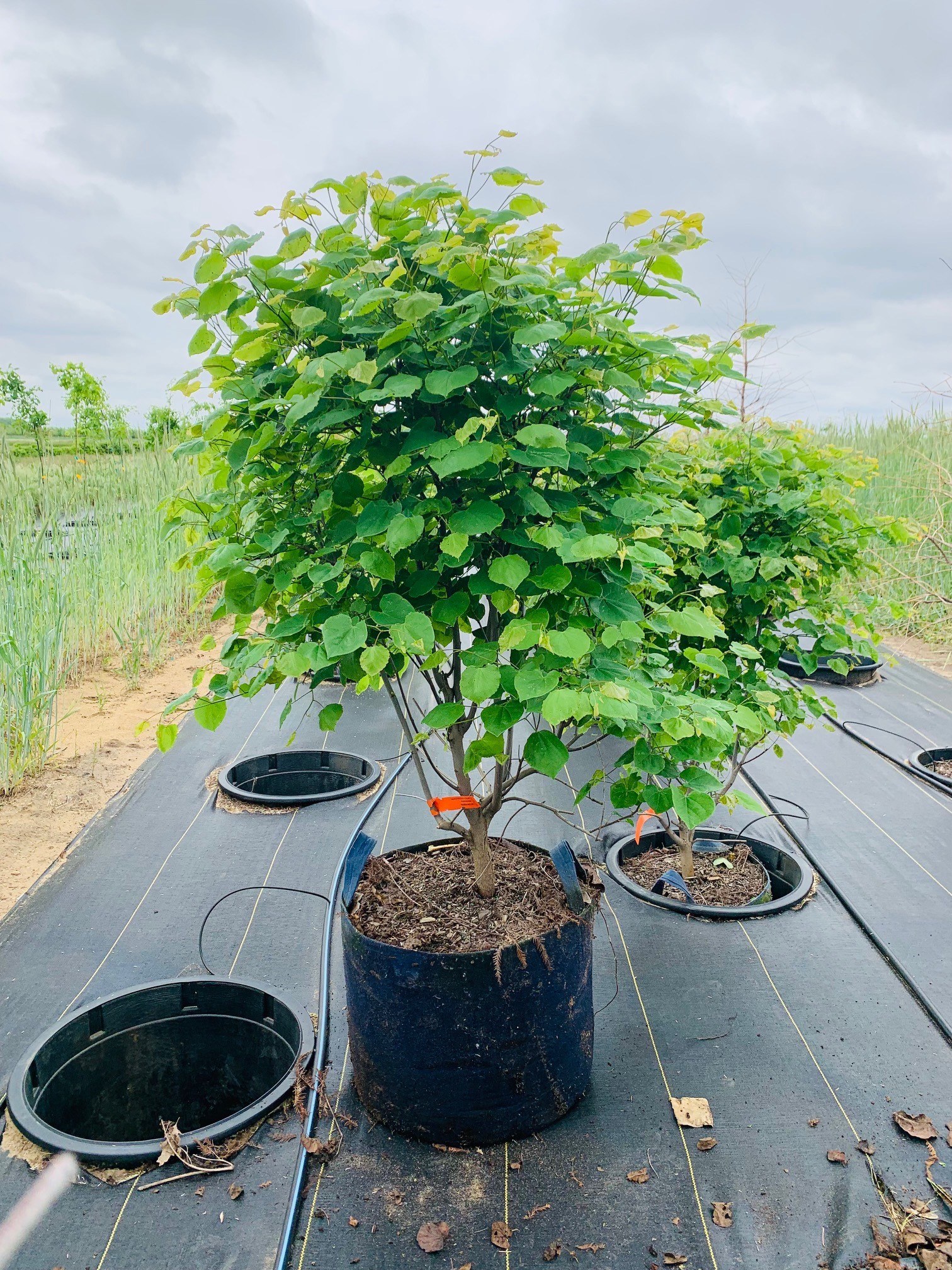 Cercis canadensis Eastern Redbud 