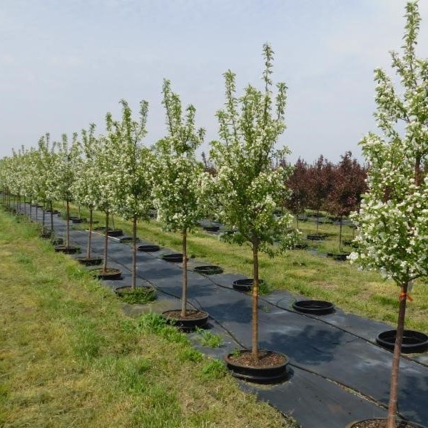 Malus Red Jewel™ Crabapple 