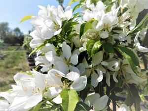 Malus Spring Snow Crabapple 