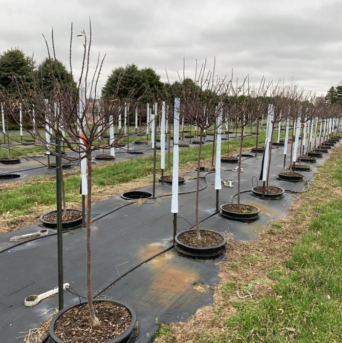 Malus 'Coralcole' Coralburst® Crabapple 