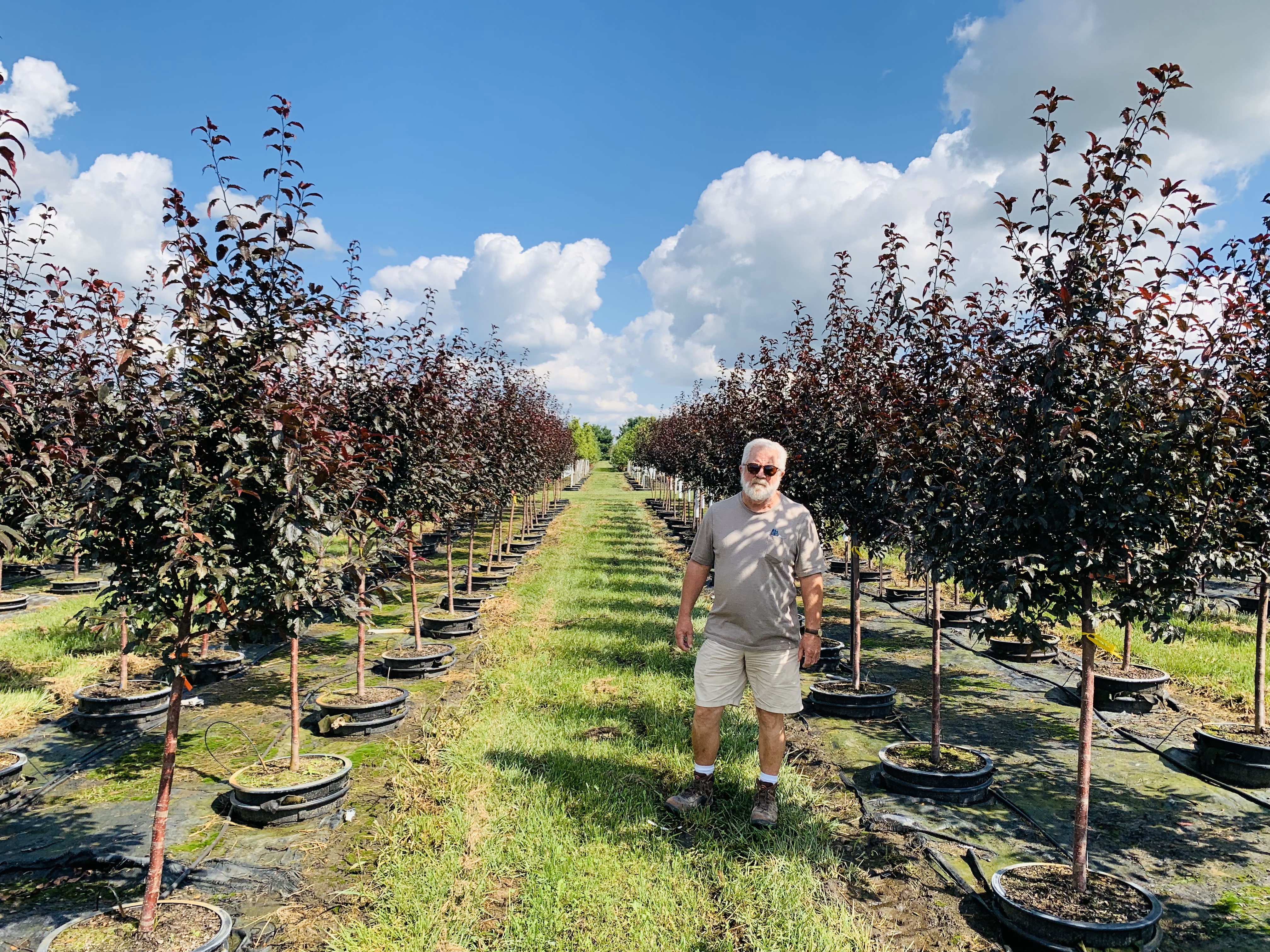 Malus 'JFS-KWS' Royal Raindrops® Crabapple 