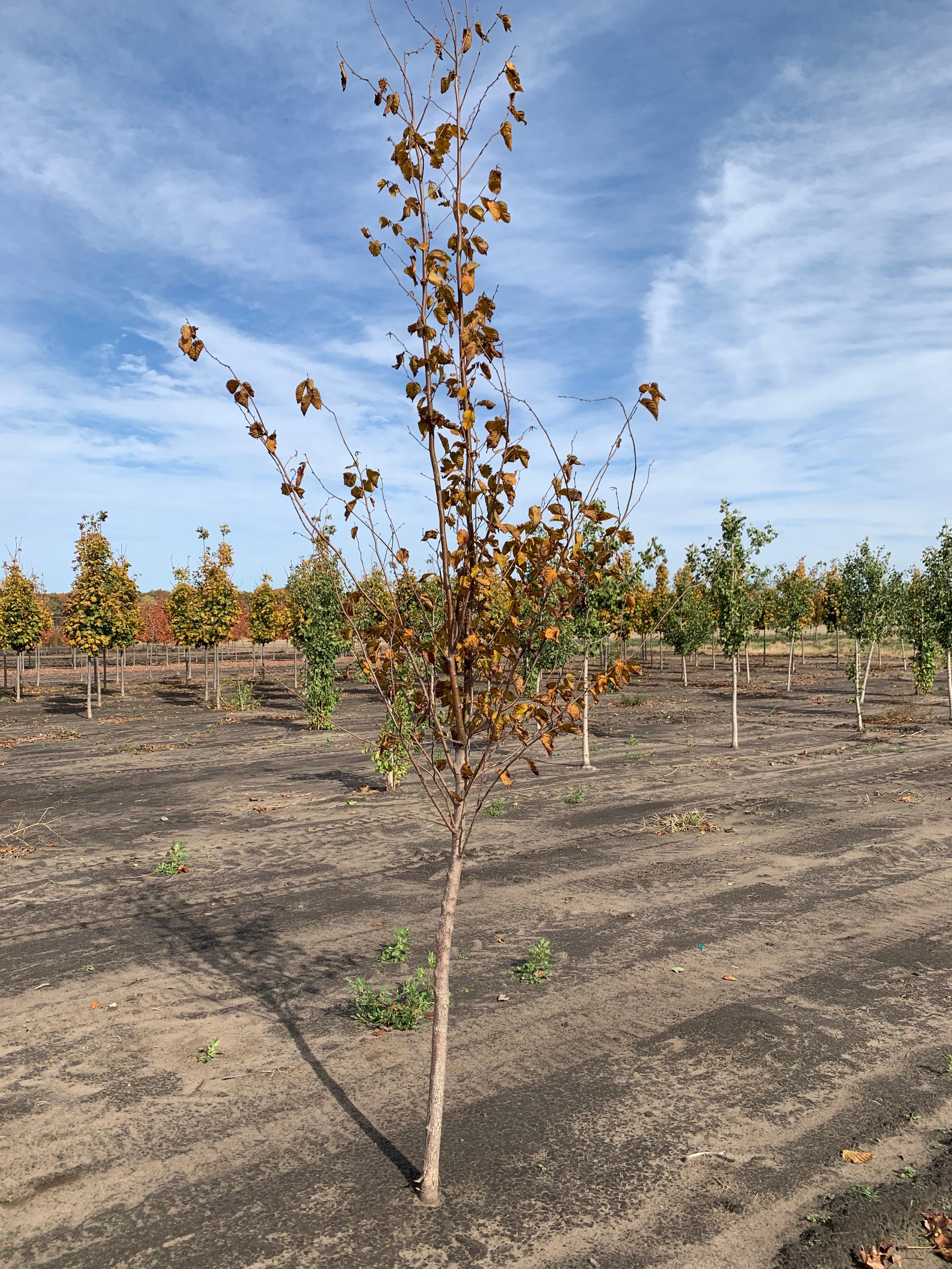 Ostrya virginiana Hophornbeam (American Ironwood) 