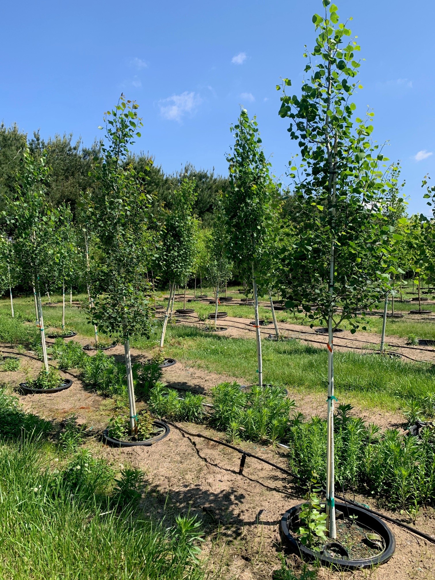 Populus tremuloides <br> Quaking Aspen 