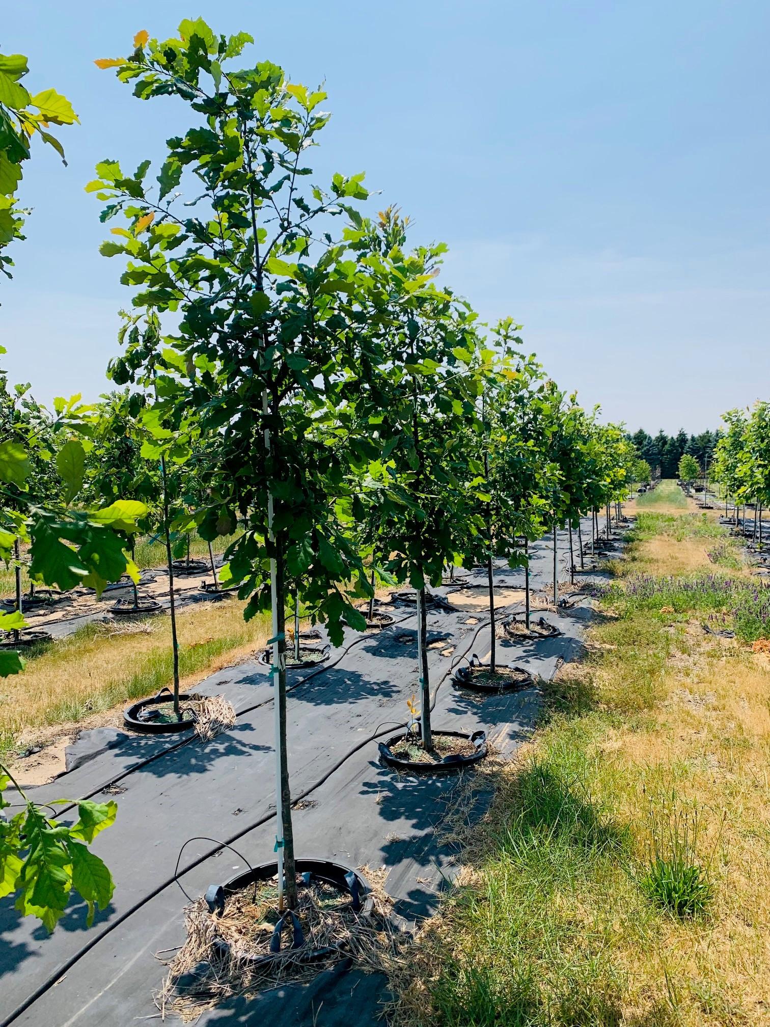 Quercus bicolor Swamp White Oak 