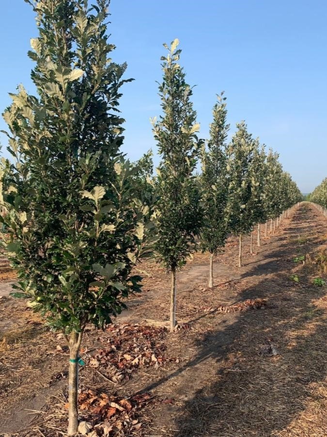 Quercus warei 'Long' Regal Prince® Oak 