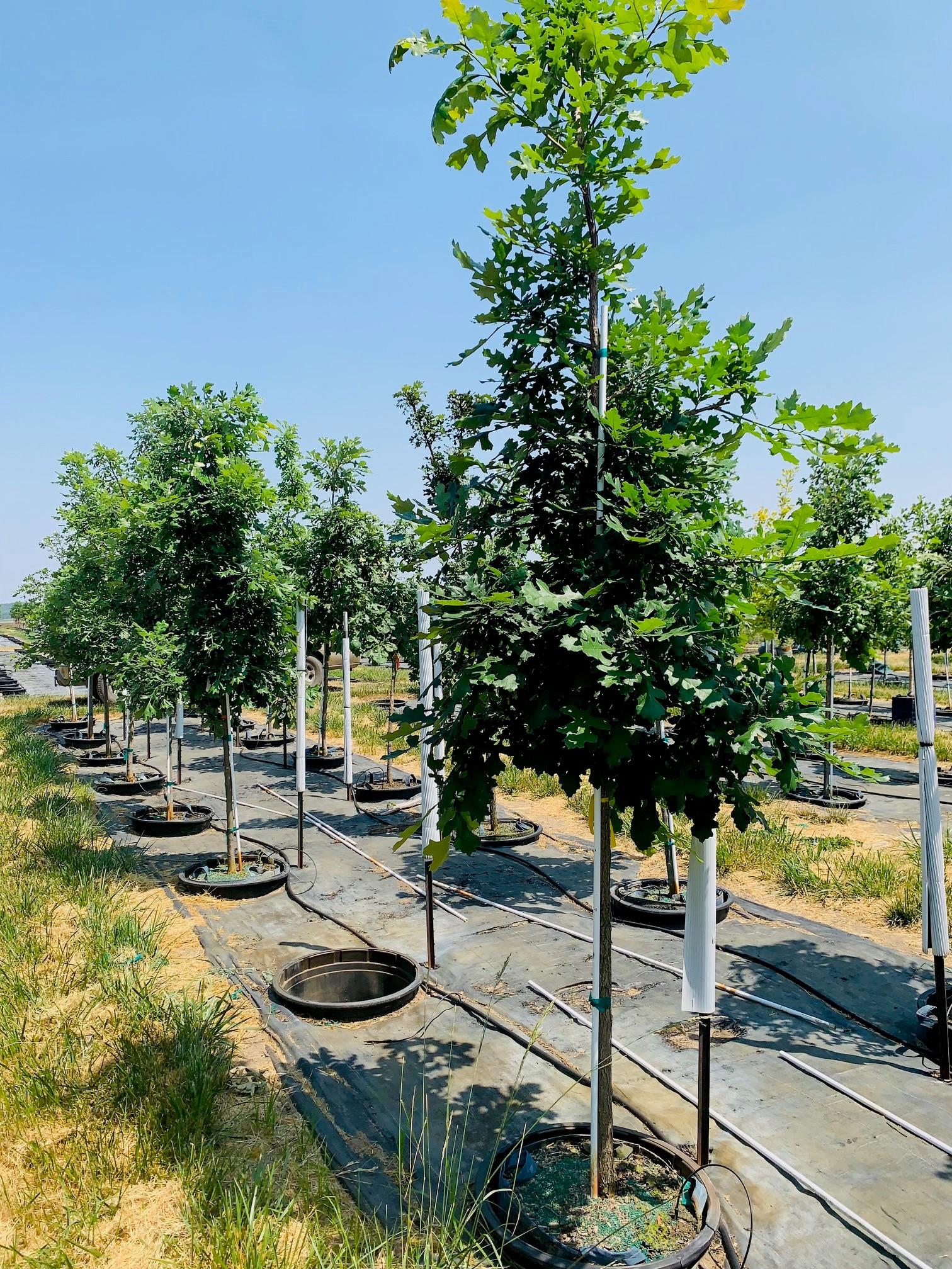 Quercus macrocarpa Bur Oak 