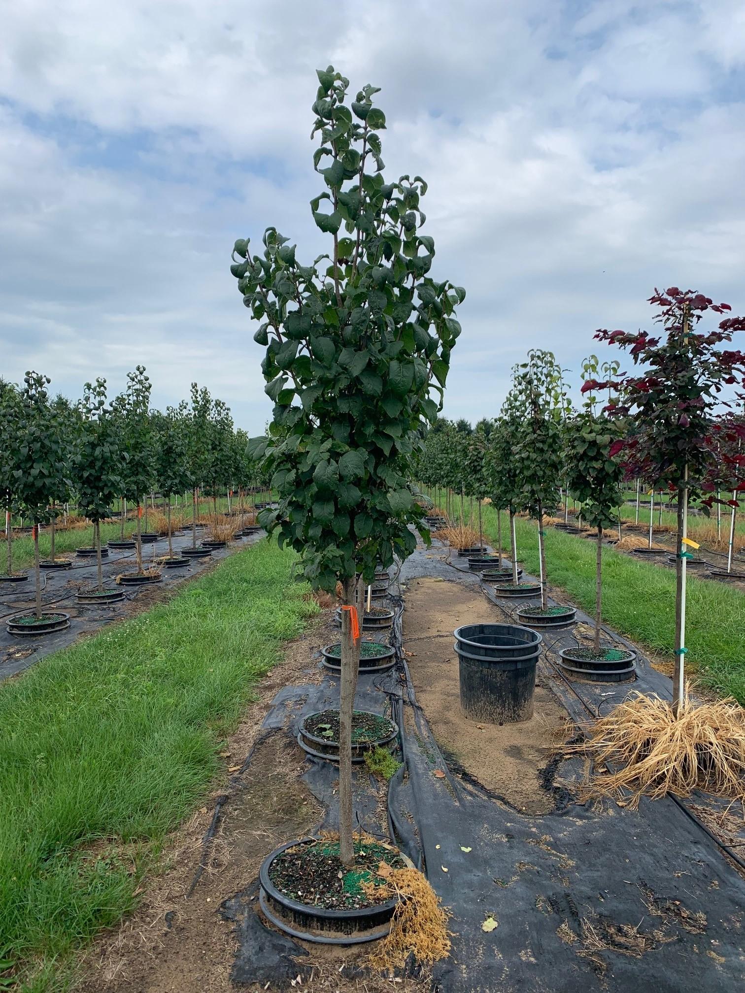 Syringa reticulata Ivory Silk® Japanese Tree Lilac 