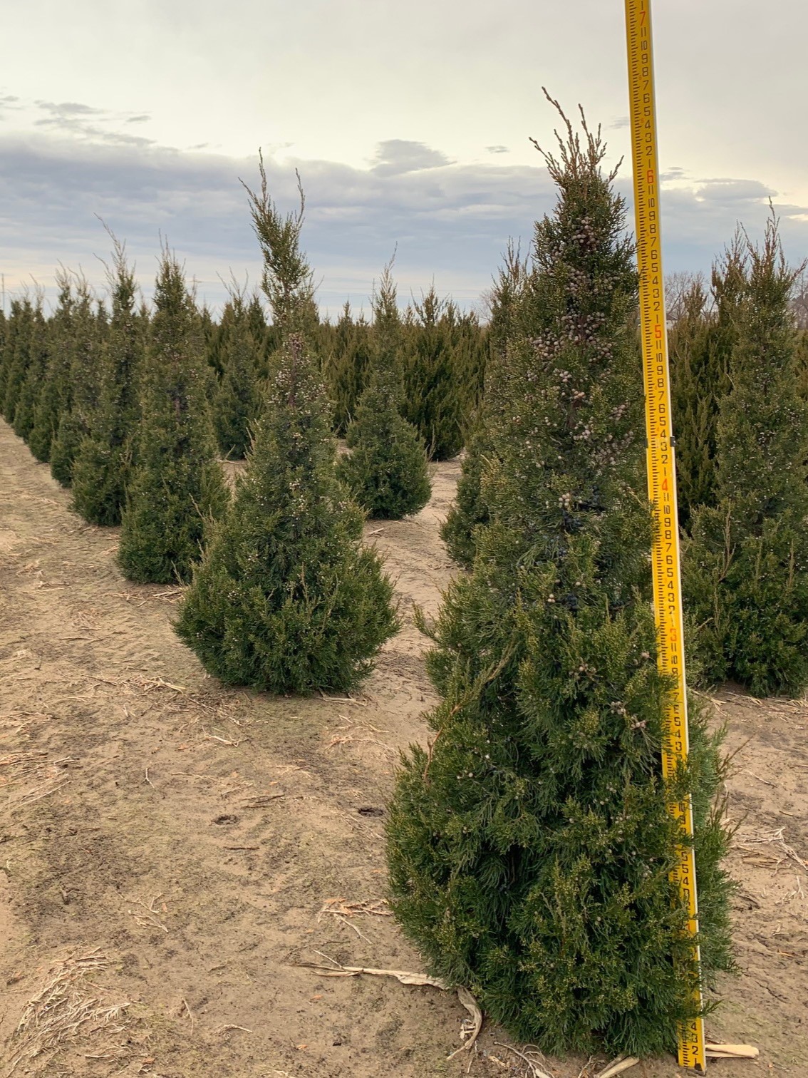 Juniperus chinensis 'Hetzii' Columnar Juniper 