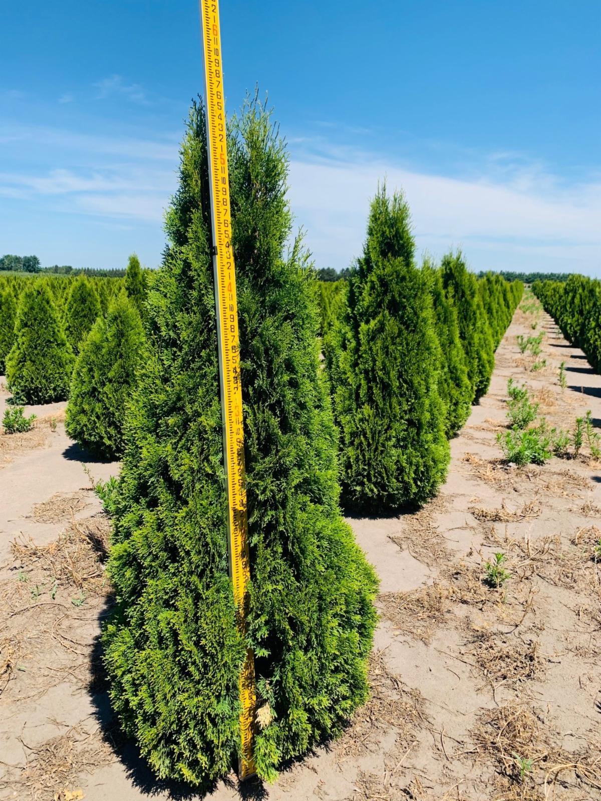 Thuja occidentalis 'Smaragd' Emerald Arborvitae 