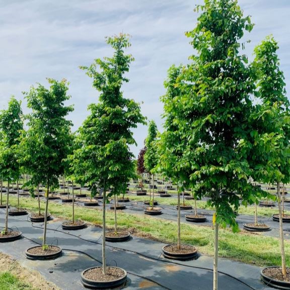 Ulmus carpinifolia v. parvifolia Frontier Elm 