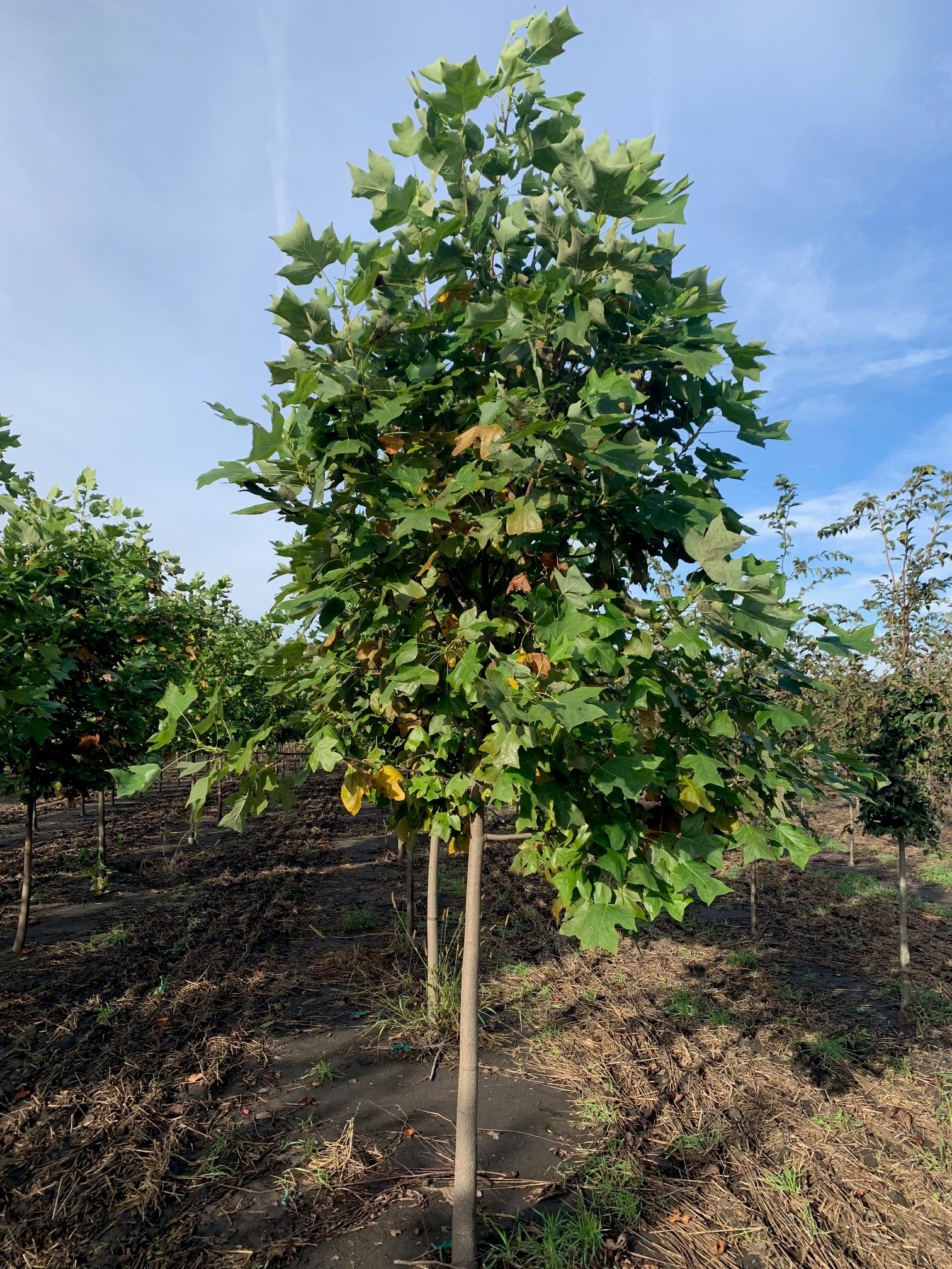 Liriodendron tulipifera Tulip Tree 