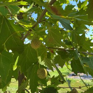 Platanus acerifolia 'Morton Circle' Exclamation!™ 