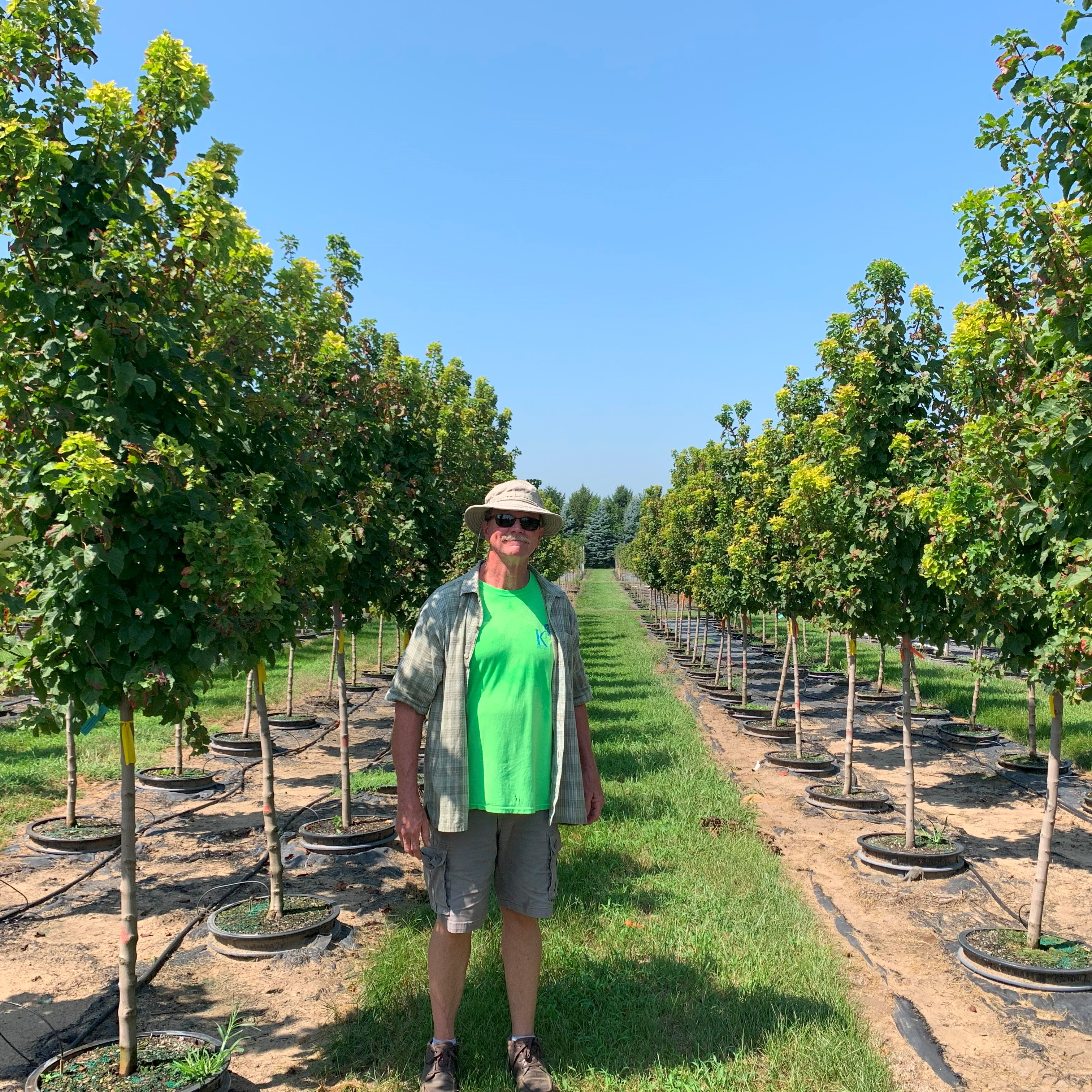 Acer tataricum 'Gar Ann' Hot Wings® Tatarian Maple 