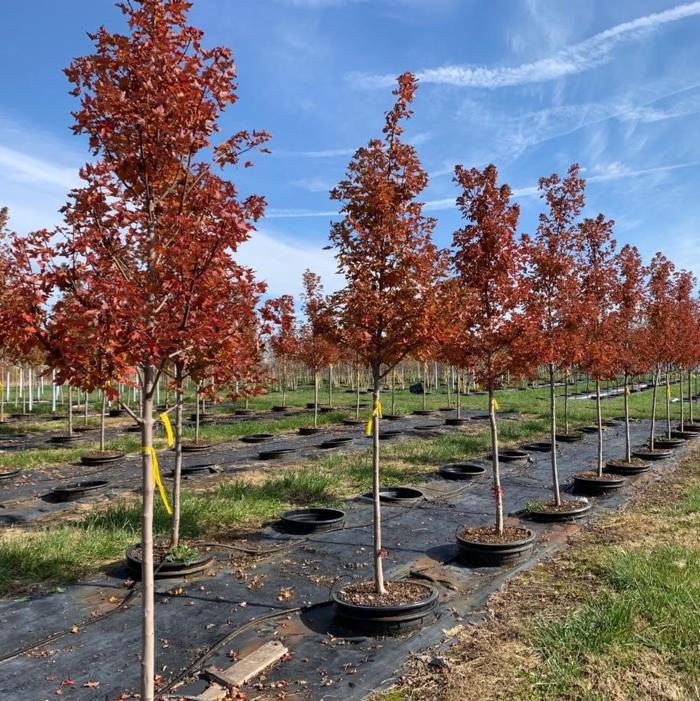 Acer rubrum 'Frank Jr.' <br> Redpointe® Red Maple JFS 