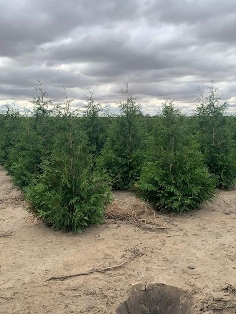 Thuja standishii x plicata Green Giant Arborvitae 