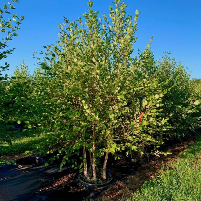 Betula nigra 'Cully' Heritage River Birch 