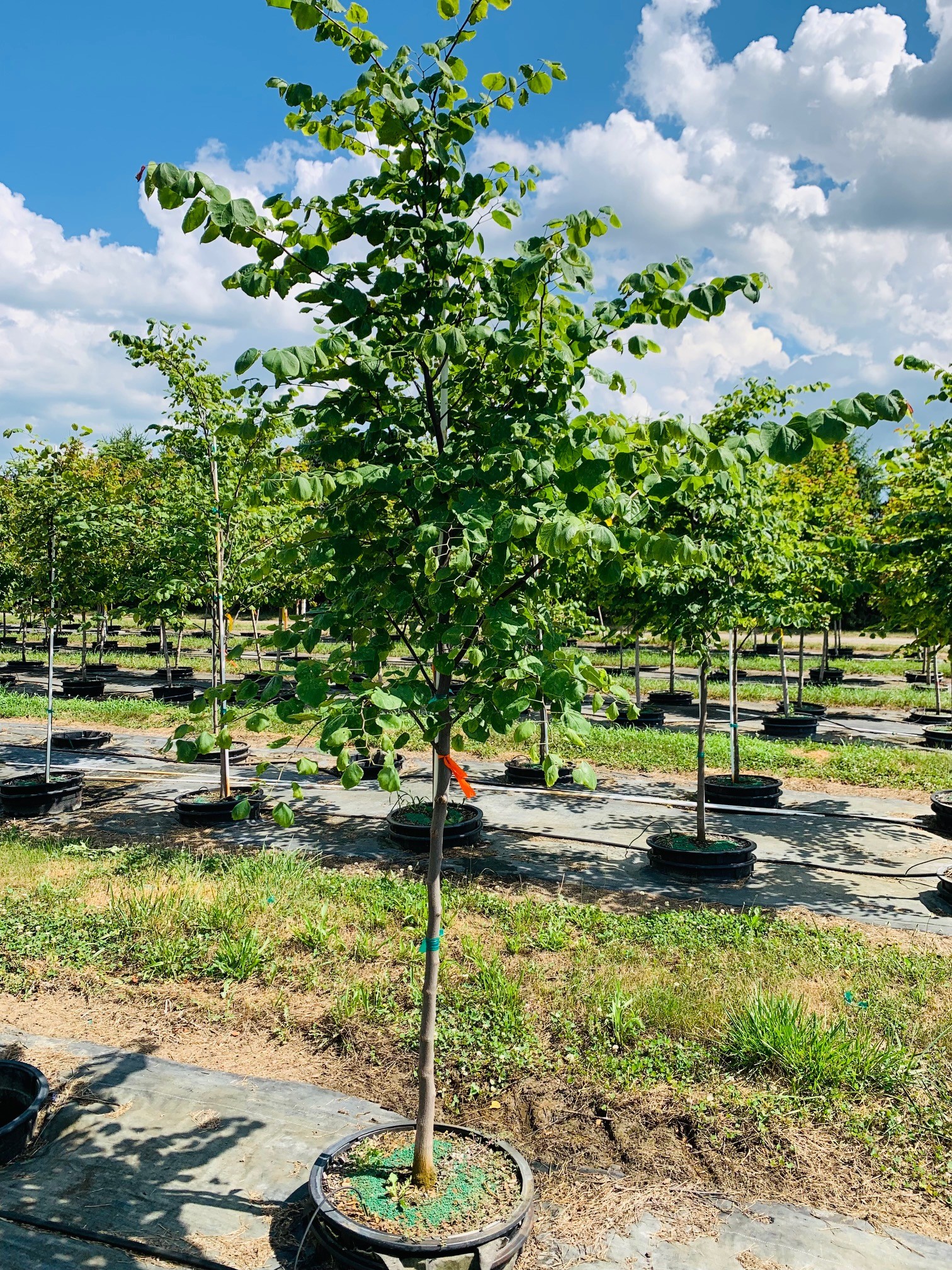 Cercis canadensis Eastern Redbud 