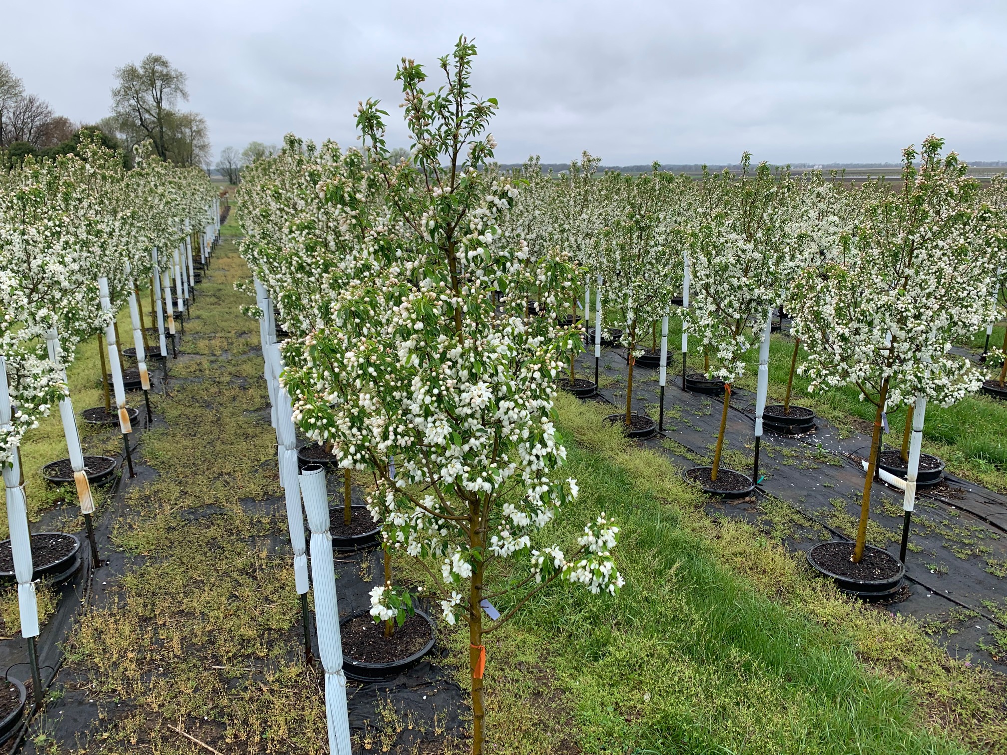 Malus Spring Snow Crabapple 