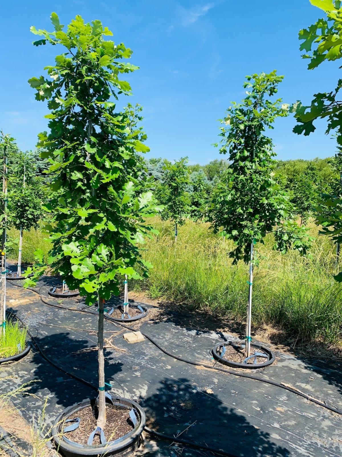 Quercus macrocarpa Bur Oak 