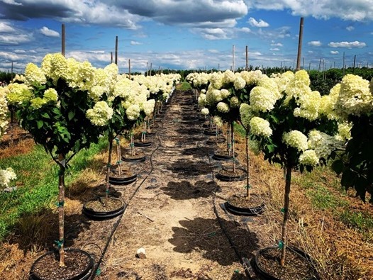 Hydrangea paniculata Limelight™ Proven Winners® 