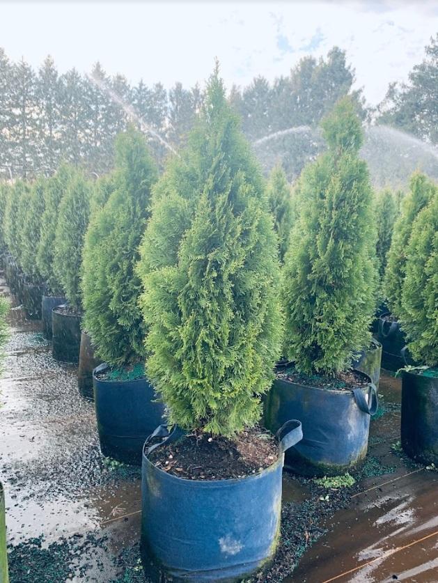 Thuja occidentalis 'Smaragd' Emerald Arborvitae 