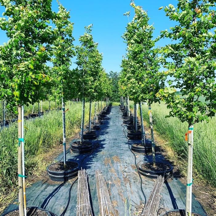 Ulmus carpinifolia v. parvifolia Frontier Elm 