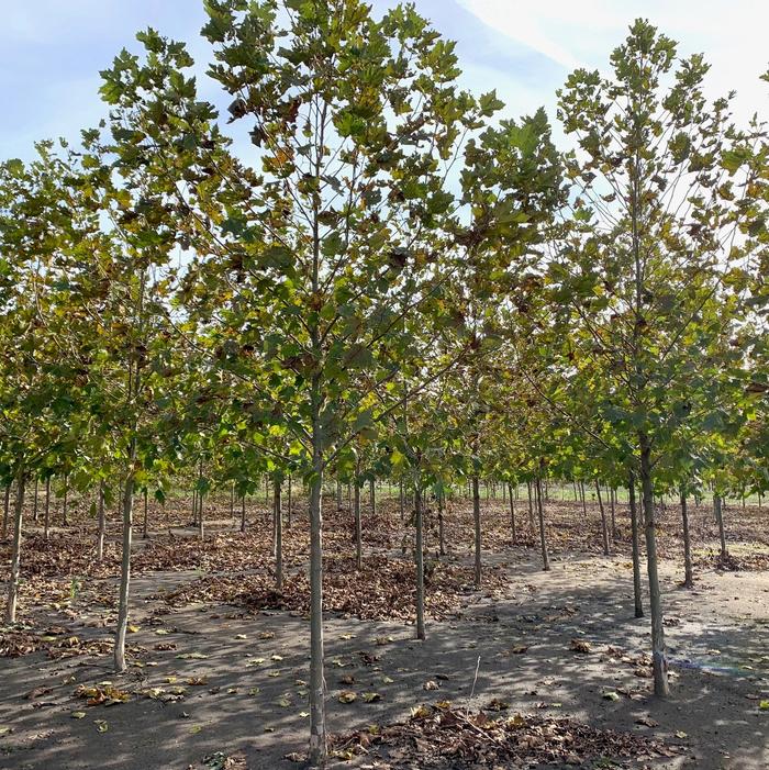 Platanus acerifolia 'Morton Circle' Exclamation!™ 