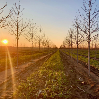 Acer rubrum 'Frank Jr.' <br> Redpointe® Red Maple JFS 