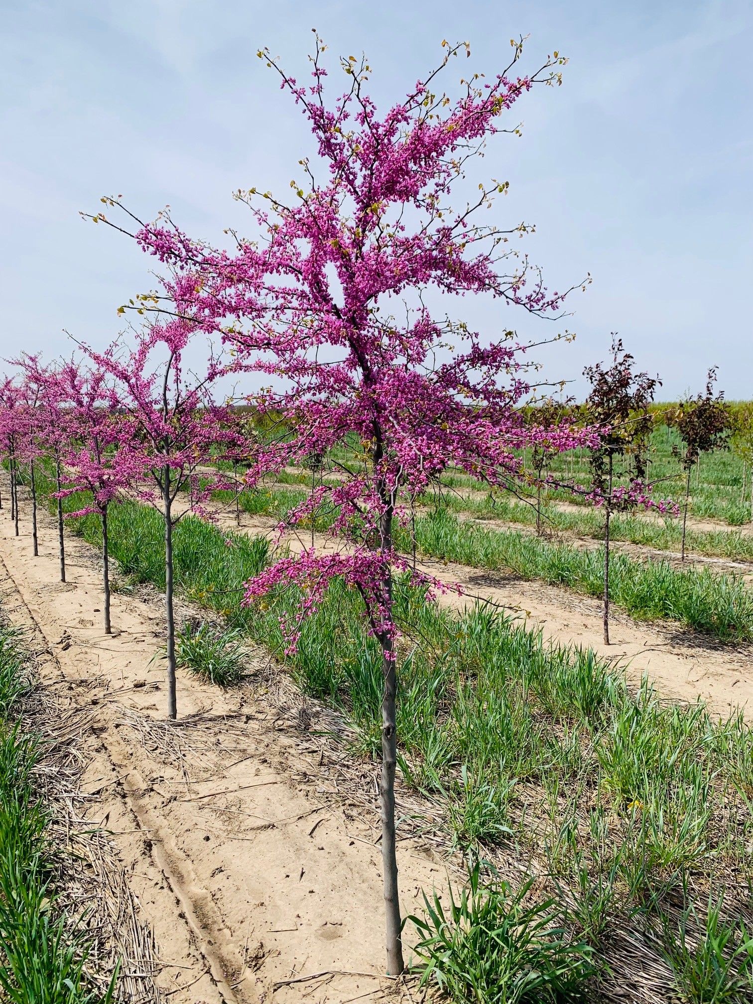 Cercis canadensis Eastern Redbud 