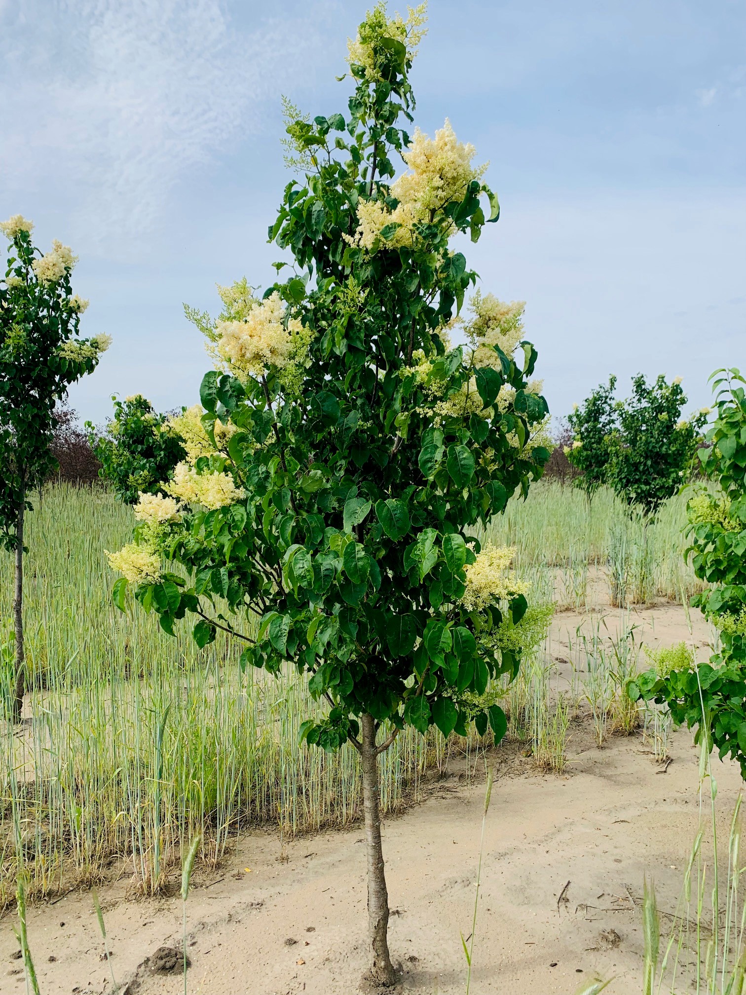 Syringa reticulata Ivory Silk® Japanese Tree Lilac 