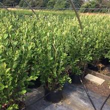 Aronia arbutifolia 'Brilliantissima' Aronia arbutifolia 'Brilliantissima'