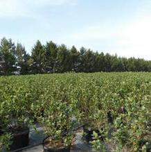 Aronia melanocarpa Aronia melanocarpa