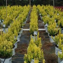 Berberis thunbergii 'Maria' Berberis thunbergii 'Maria'