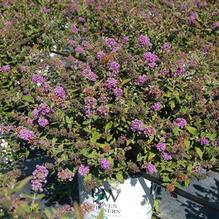 Buddleia davidii 'Blue Chip' Buddleia davidii 'Blue Chip'