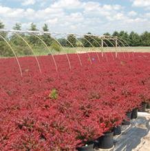 Berberis thunbergii 'Crimson Pygmy' Berberis thunbergii 'Crimson Pygmy'