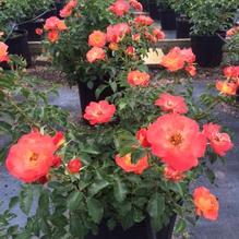Rosa 'BAIlove' Rosa 'BAIlove'