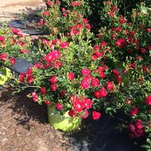 Rosa 'Meigalpio' Rosa 'Meigalpio'