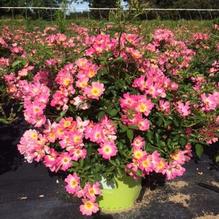 Rosa 'Meijocos' Rosa 'Meijocos'