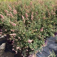 Symphoricarpos doorenbosii 'Kolmcan' Symphoricarpos doorenbosii 'Kolmcan'
