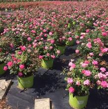 Rosa 'Radtkopink' Rosa 'Radtkopink'