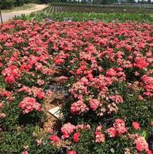 Rosa 'Meidrifora' Rosa 'Meidrifora'