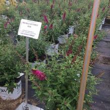 Buddleia 'Miss Molly' Buddleia 'Miss Molly'