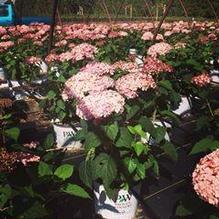 Hydrangea arborescens ''NCHA4'' Hydrangea arborescens ''NCHA4''