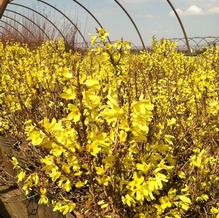 Forsythia viridissima 'Bronxensis' Forsythia viridissima 'Bronxensis'