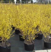 Forsythia intermedia 'Spring Glory' Forsythia intermedia 'Spring Glory'