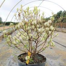 Fothergilla gardenii Fothergilla gardenii